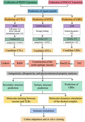 Developing a multi-epitope vaccine candidate to combat porcine epidemic diarrhea virus and porcine deltacoronavirus co-infection by employing an immunoinformatics approach